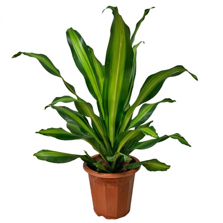 Dracaena Fragrans (Iron Plant)