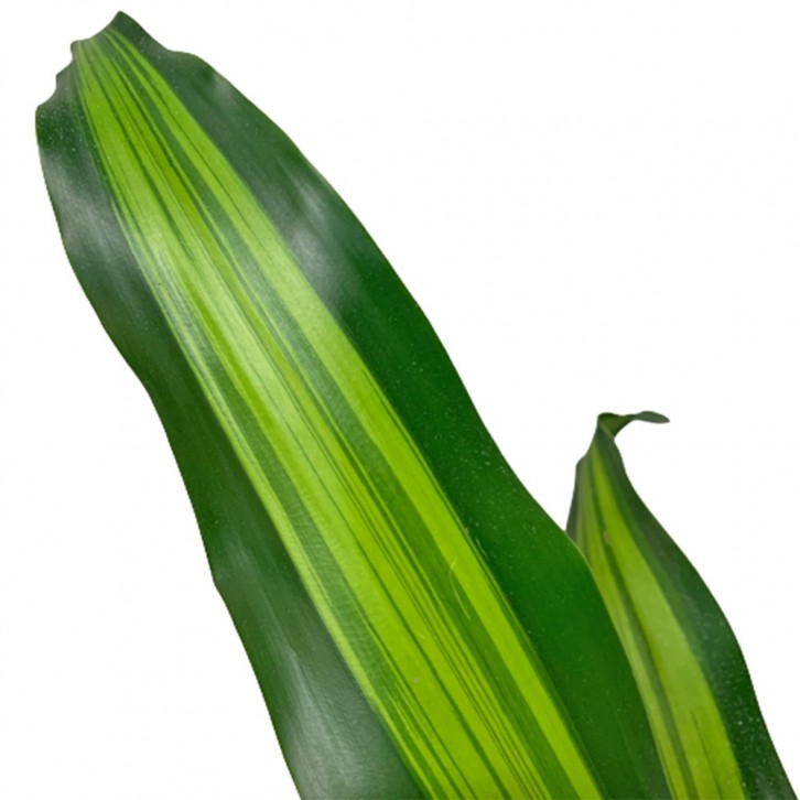 Dracaena Fragrans (Iron Plant)