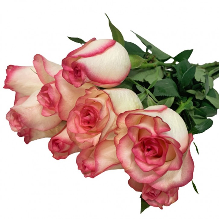 FreshCut Rose