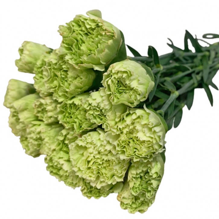 FreshCut Carnation