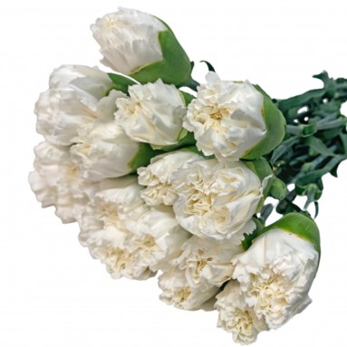 FreshCut Carnation