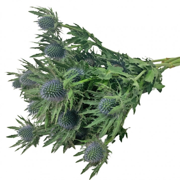 Freshcut Eryngium (Eryngos)
