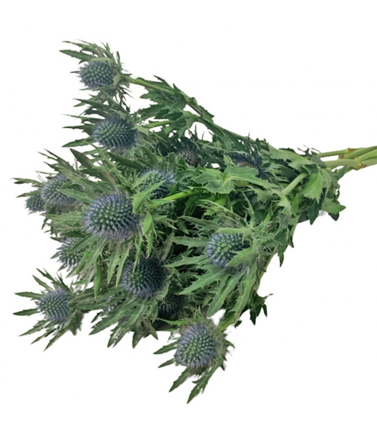 Freshcut Eryngium (Eryngos)