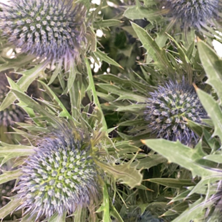 Freshcut Eryngium (Eryngos)