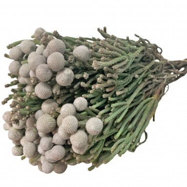 Freshcut Silver Brunia Spray