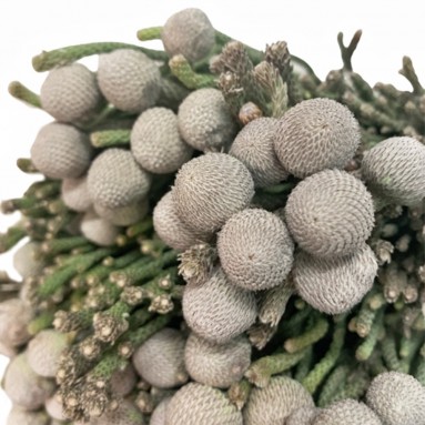 Freshcut Silver Brunia Spray