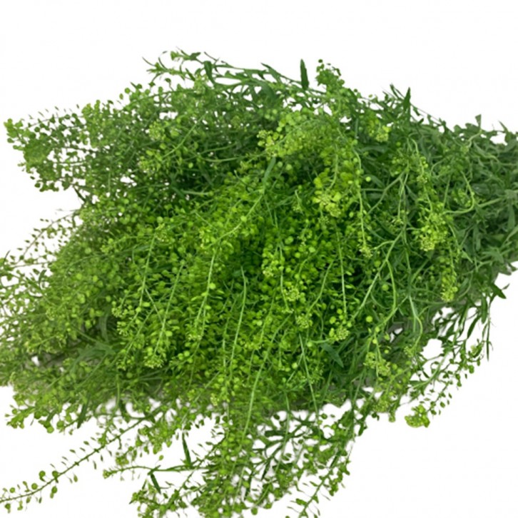 Freshcut Thlaspi (Pennycress)