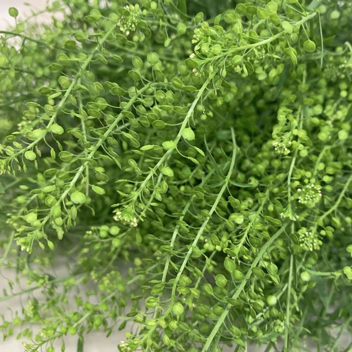 Freshcut Thlaspi (Pennycress)