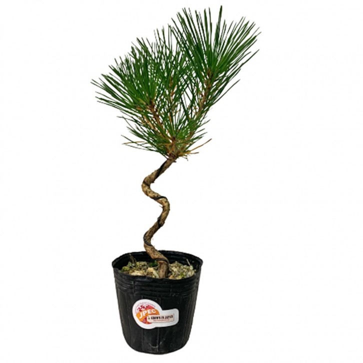 Japanese Black Pine 三河黑松 Pinus Thunbergii JAPAN