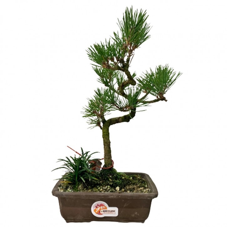 Japanese Black Pine 三河黑松 Pinus Thunbergii JAPAN