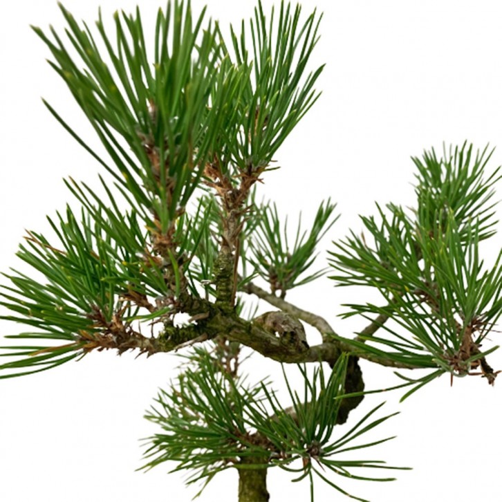 Japanese Black Pine 三河黑松 Pinus Thunbergii JAPAN