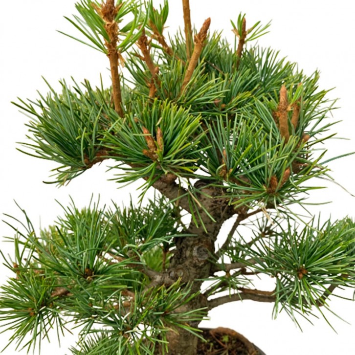 Japanese White Pine (Pinus Parviflora)