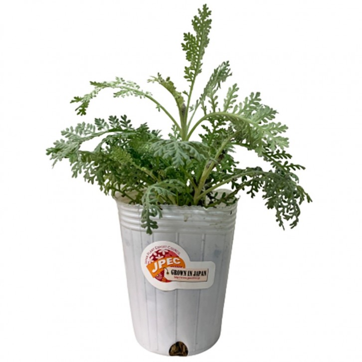 Dusty Miller 'Silver Lace' (Artemisia Stelleriana)
