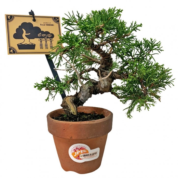 Juniperus Chinensis Var Sargentii