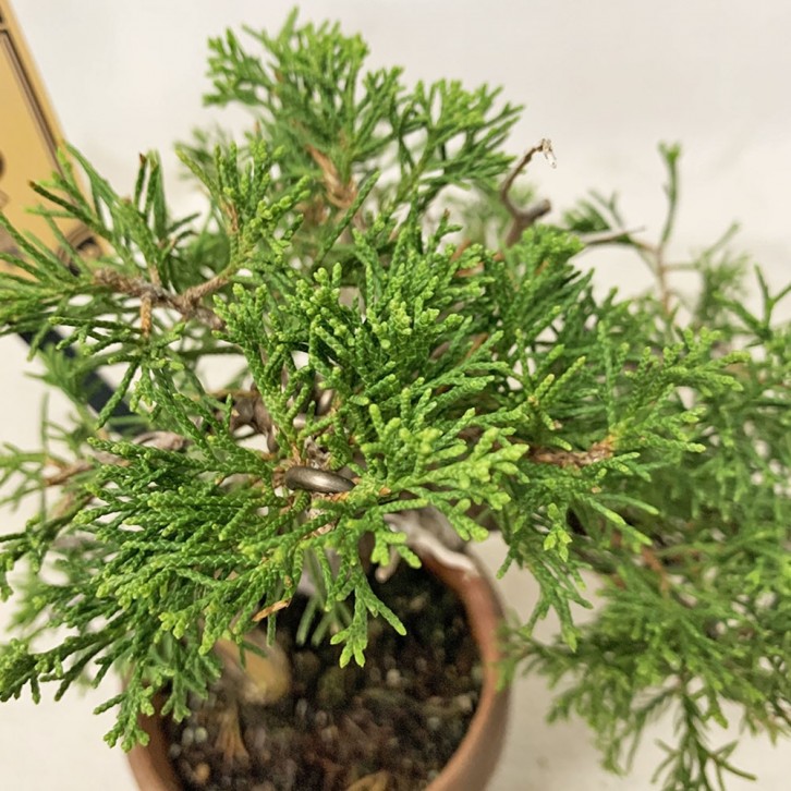 Juniperus Chinensis Var Sargentii