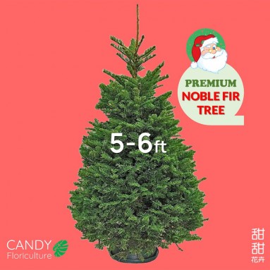 NOBLE FIR [5-6ft] Live Christmas Tree