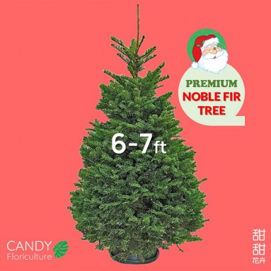 NOBLE FIR [6-7ft] Live Christmas Tree