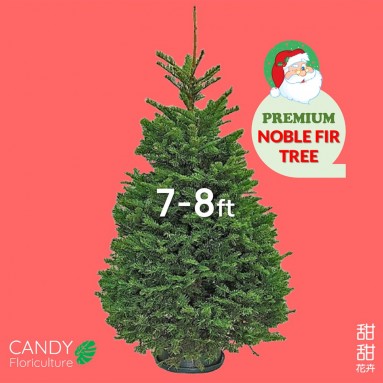 NOBLE FIR [7-8ft] Live Christmas Tree