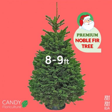NOBLE FIR [8-9ft] Live Christmas Tree