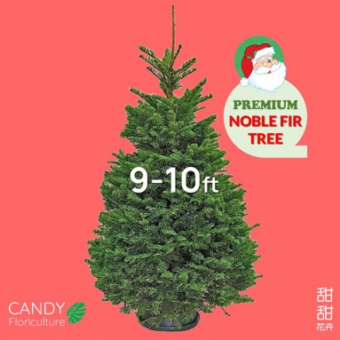 NOBLE FIR [9-10ft] Live Christmas Tree