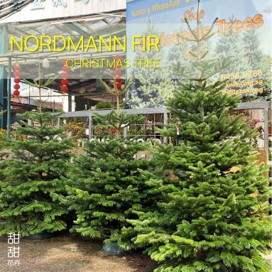 NORDMANN FIR [5-6ft] Live Christmas Tree
