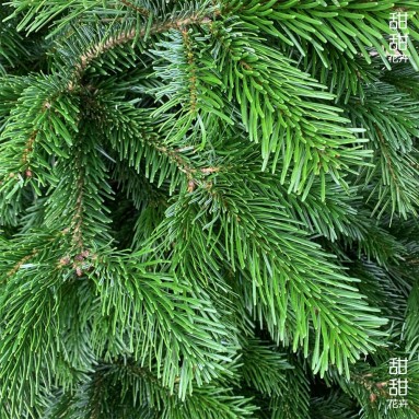 NORDMANN FIR [9-10ft] Live Christmas Tree