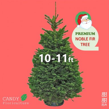 NOBLE FIR [10-11ft] Live Christmas Tree