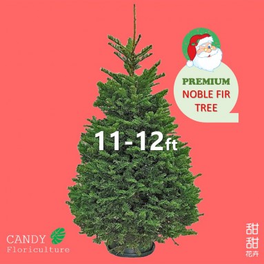 NOBLE FIR [11-12ft] Live Christmas Tree