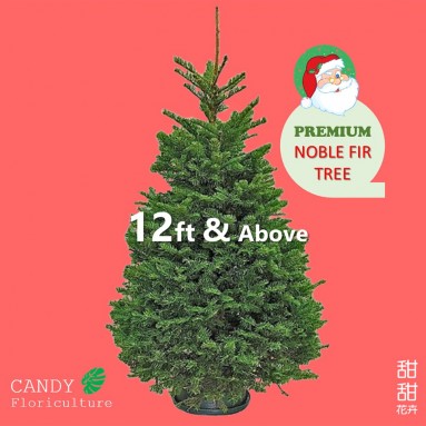 NOBLE FIR [12ft and above] Live Christmas Tree