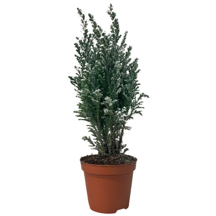 Chamaecyparis Lawsoniana 'Ellwoodii' (Conifer)