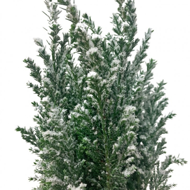 Chamaecyparis Lawsoniana 'Ellwoodii' (Conifer)