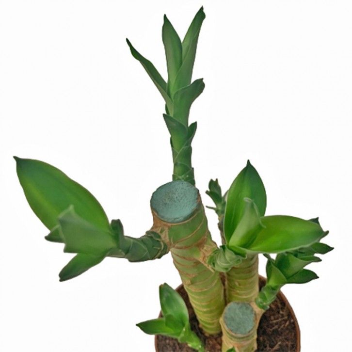 Potted Lucky Bamboo (Dracaena Compacta)