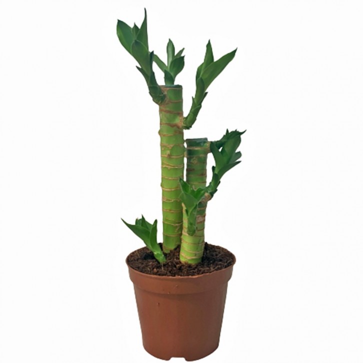 Potted Lucky Bamboo (Dracaena Compacta)