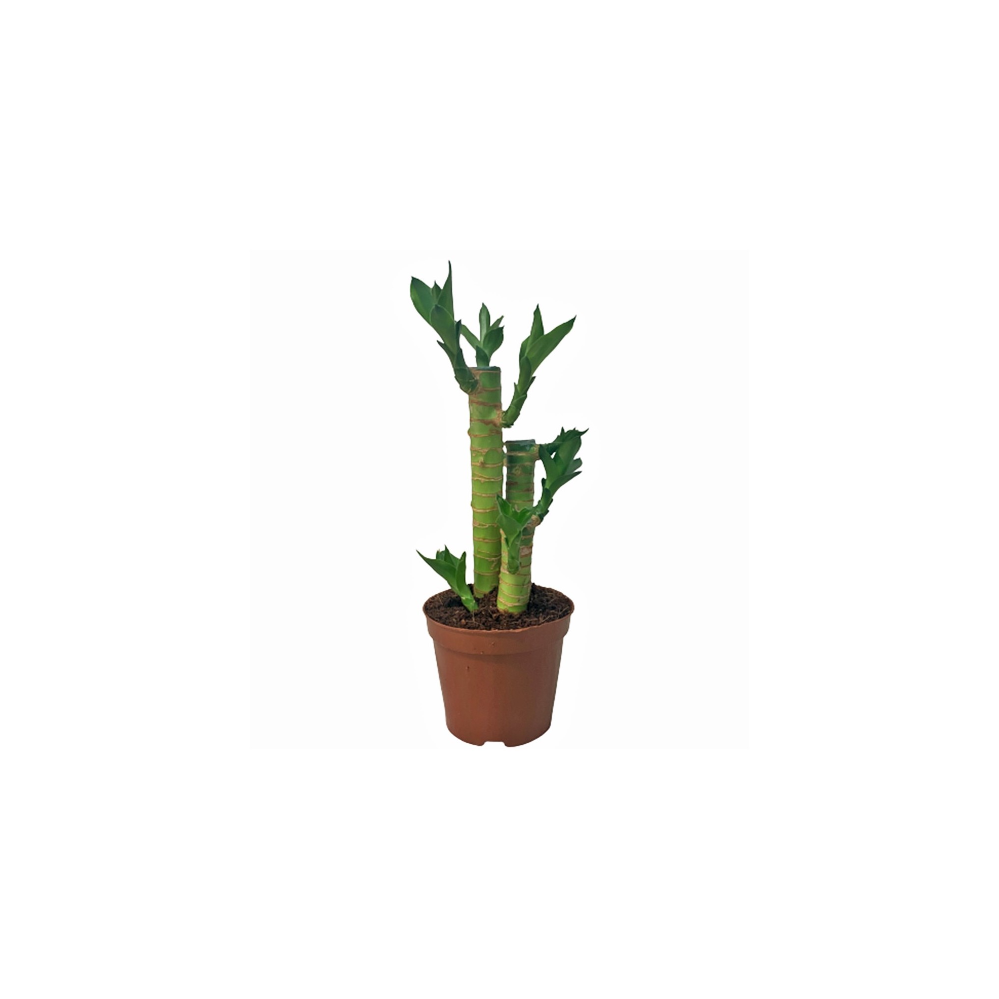 potted lucky bamboo (dracaena sanderiana)