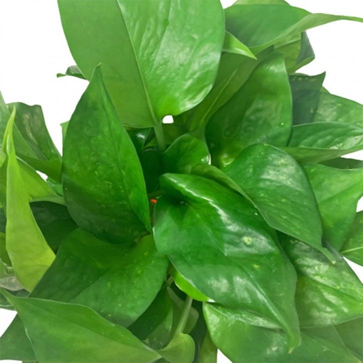 Epipremnum Aureum (Money Plant)