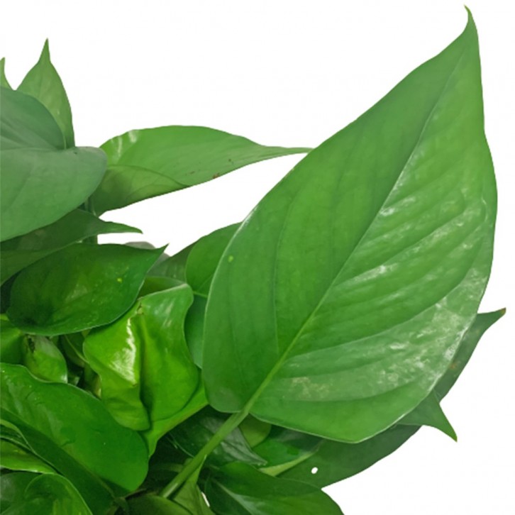 Epipremnum Aureum (Money Plant)