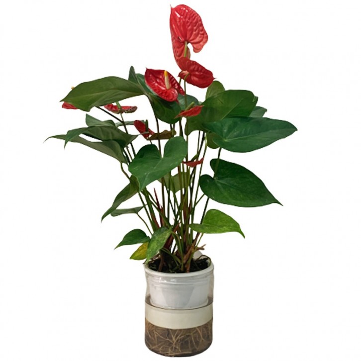Anthurium in Hydro Pot 火鹤花 (Flamingo Flower)