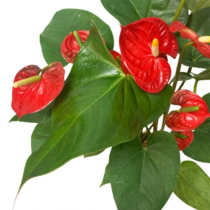 Anthurium in Hydro Pot 火鹤花 (Flamingo Flower)