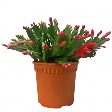 Schlumbergera Truncata 蟹爪兰 (Christmas cactus)