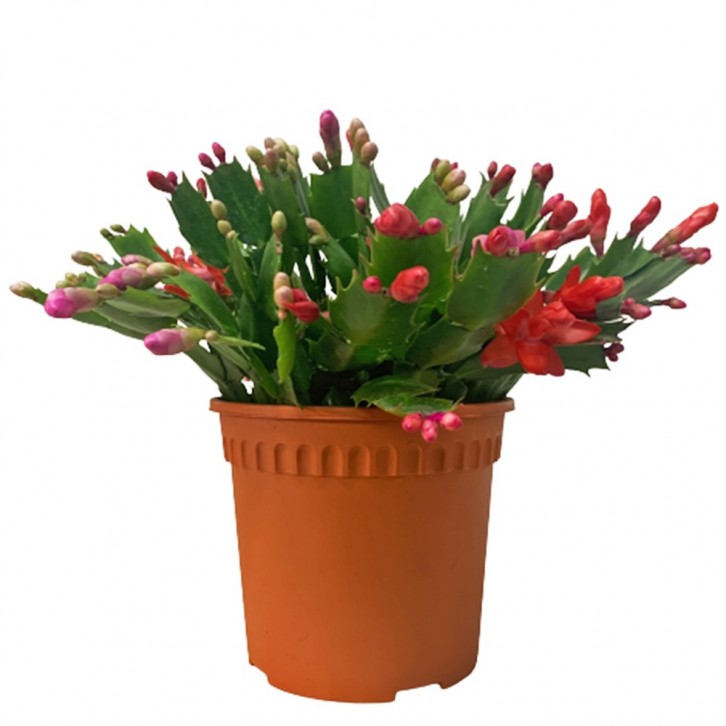 Schlumbergera Truncata 蟹爪兰 (Christmas cactus)