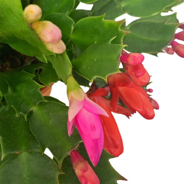 Schlumbergera Truncata 蟹爪兰 (Christmas cactus)