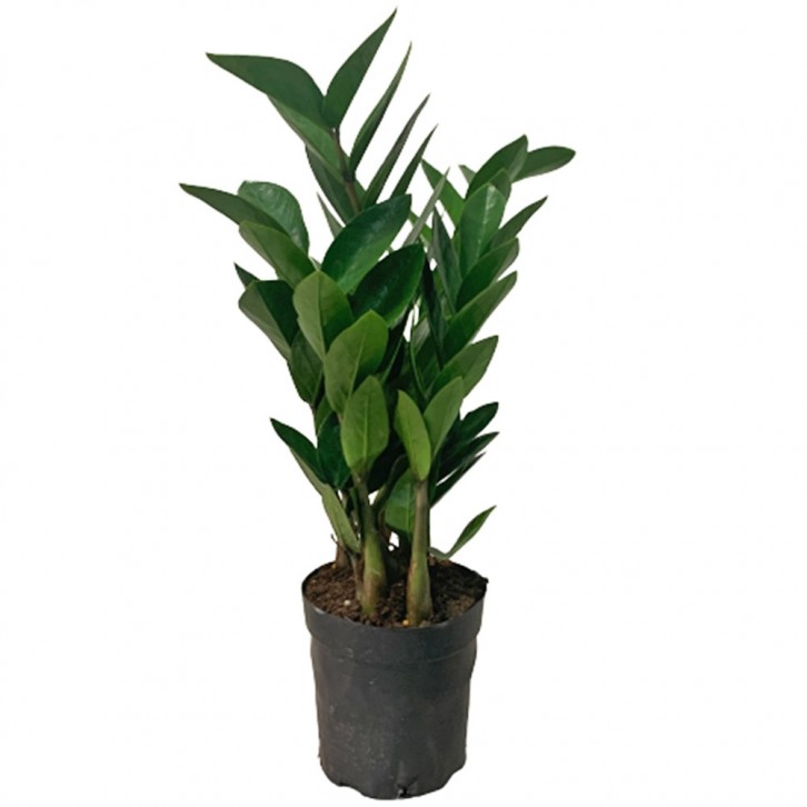 Zamioculcas Zamiifolia 金钱树 (Zanzibar Gem)