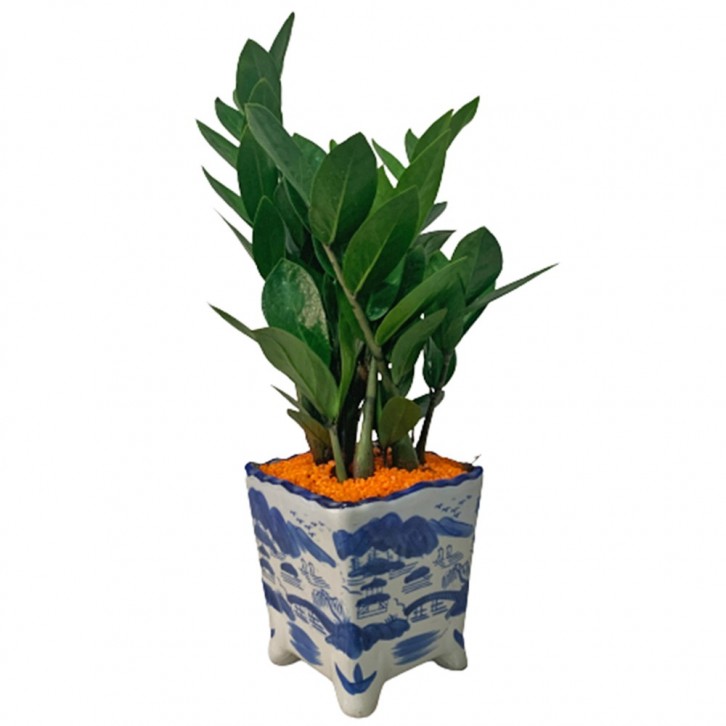 CNY ZZ Plant in Oriental Pot 金钱树 (Zanzibar Gem)