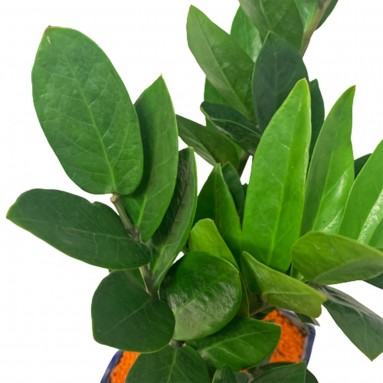 CNY ZZ Plant in Oriental Pot 金钱树 (Zanzibar Gem)
