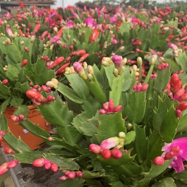 Schlumbergera Truncata 蟹爪兰 (Christmas cactus)