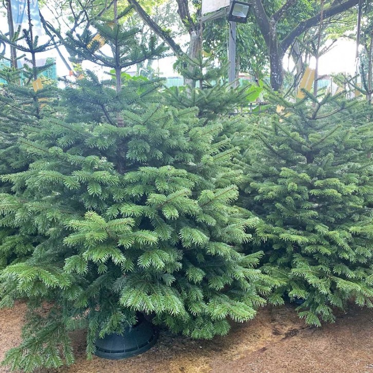 NORDMANN FIR [7-8ft] Live Christmas Tree