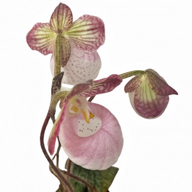 Kokedama Lady Slipper Orchid (Cypripedioideae)