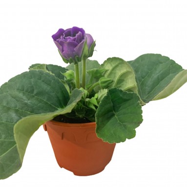 Gloxinia