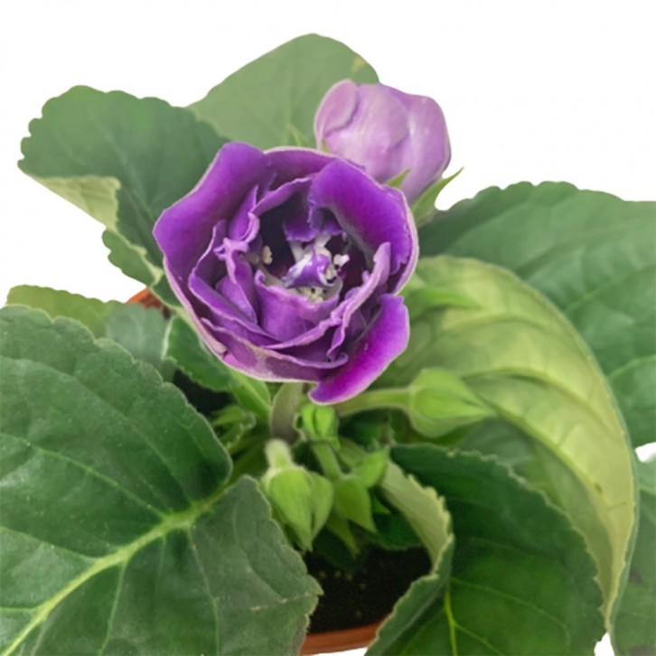 Gloxinia