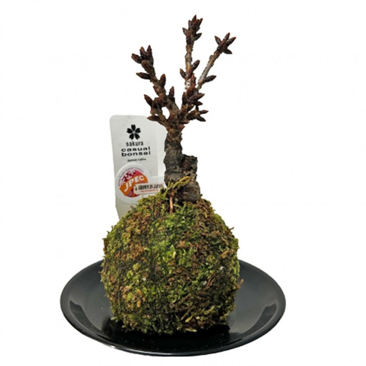 Moss Ball Sakura 旭山樱 Asahiyamasakura (JAPAN)